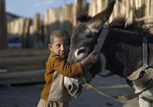 boy hugging donkey